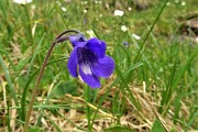 20 Pinguicula (Pinguicula vulgaris)